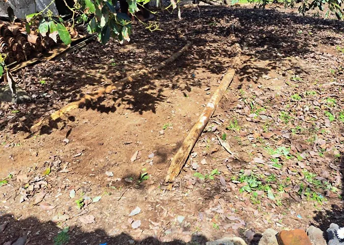 Mamposo تاكورونتي